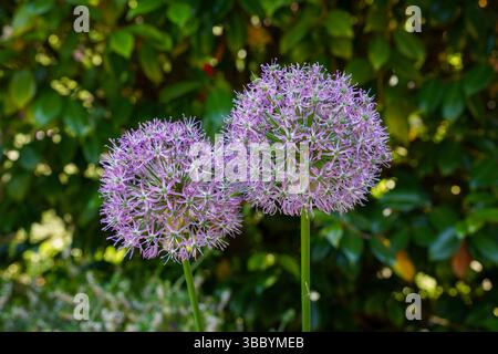 Violette allium-Blüten während der Sommerblüte. Hohe stehende Blumen mit Kugelköpfen Stockfoto