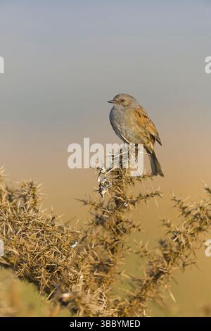 Dunnock Prunella modularis, Erwachsener auf totem Ginster, Suffolk, England, Mai Stockfoto