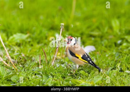 Europäischer Goldfink carduelis carduelis, Erwachsener, der auf Gras steht und sich von Löwenzahnsamen ernährt, Suffolk, England, Mai Stockfoto