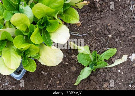 Pflanzen von Salat, Lactuca sativa, „Cut and Come Again“ in einem Gemüsegarten oder Kleingarten. Stockfoto