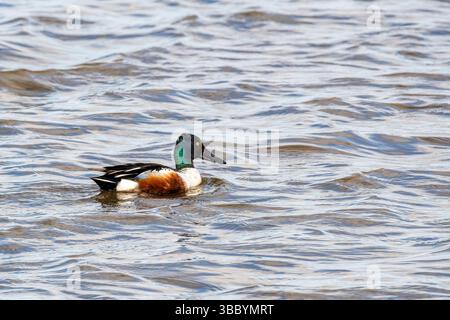 Eine männliche Schaufelente, Anas clypeata, schwimmt auf dem Süßwasser-Marsch im Titchwell RSPB Reserve. Stockfoto