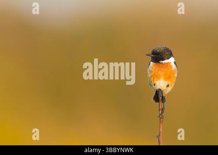 Europäische Stonechat Saxicola rubicola, männliches Zuchtgefieder auf Zweig, Suffolk, England, Mai Stockfoto