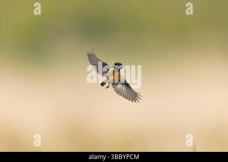 Europäische Stonechat Saxicola rubicola, Zuchtgefieder, ausgewachsener Männchen, der im Flug Insekten fangen will, Suffolk, England, Mai Stockfoto