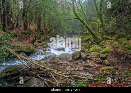Wilder Bach rauscht durch den moosigen Waldboden von Glenmalure, lebendig von Frühlingsenergie und Waldruhe. Stockfoto