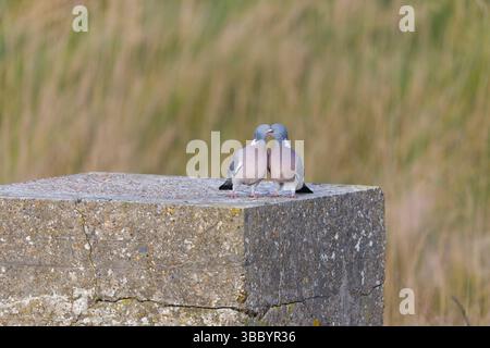Waldtaube Columba palumbus, erwachsenes Paar auf Betonblock stehend, männliche Fütterinnen in der Balz, RSPB Minsmere Nature Reserve, Suffolk, England, Stockfoto