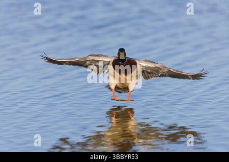 Stocktier Anas platyrhynchos, männliche Erwachsene, die auf dem Wasser landen, Suffolk, England, Mai Stockfoto