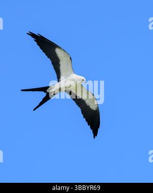 Schwalbenschwanz-Drachen (Elanoides forficatus) im blauen Himmel, Houston Area, Harris County, Texas, USA. Stockfoto