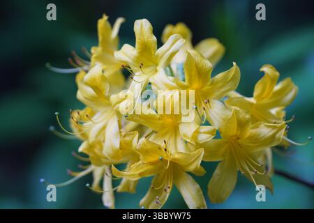 Rhododendron Wood, das Ende der 1800er Jahre von Caroline Wedgwood geschaffen wurde. Leith Hill, Großbritannien, 2025 Stockfoto