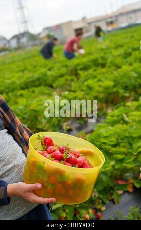 17. Mai 2025, Hessen, Büttelborn: Eine Person hält eine Schüssel selbstgepflückter Erdbeeren. Die Saison für die Ernte der eigenen Erdbeeren hat begonnen. Es gibt regionale Unterschiede, je nach Wetter und Lage. Foto: Andreas Arnold/dpa Stockfoto
