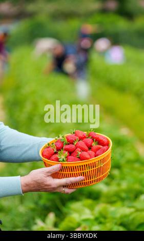 17. Mai 2025, Hessen, Büttelborn: Eine Person hält eine Schüssel selbstgepflückter Erdbeeren. Die Saison für die Ernte der eigenen Erdbeeren hat begonnen. Es gibt regionale Unterschiede, je nach Wetter und Lage. Foto: Andreas Arnold/dpa Stockfoto