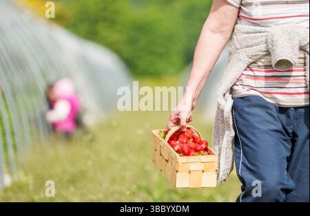 17. Mai 2025, Hessen, Büttelborn: Eine Person trägt eine Schüssel selbstgepflückter Erdbeeren vom Feld. Die Saison für die Ernte der eigenen Erdbeeren hat begonnen. Es gibt regionale Unterschiede, je nach Wetter und Lage. Foto: Andreas Arnold/dpa Stockfoto