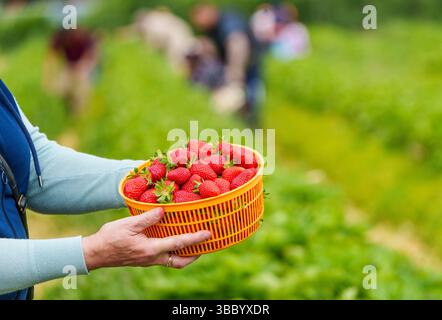 17. Mai 2025, Hessen, Büttelborn: Eine Person hält eine Schüssel selbstgepflückter Erdbeeren. Die Saison für die Ernte der eigenen Erdbeeren hat begonnen. Es gibt regionale Unterschiede, je nach Wetter und Lage. Foto: Andreas Arnold/dpa Stockfoto