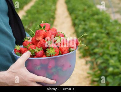 17. Mai 2025, Hessen, Büttelborn: Eine Person hält eine Schüssel selbstgepflückter Erdbeeren. Die Saison für die Ernte der eigenen Erdbeeren hat begonnen. Es gibt regionale Unterschiede, je nach Wetter und Lage. Foto: Andreas Arnold/dpa Stockfoto