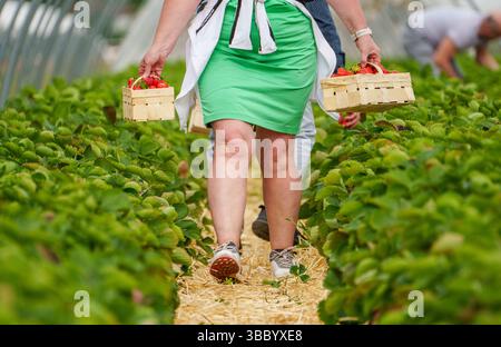 17. Mai 2025, Hessen, Büttelborn: Eine Person trägt zwei Tabletts selbstgepflückter Erdbeeren vom Feld. Die Saison für die Ernte der eigenen Erdbeeren hat begonnen. Es gibt regionale Unterschiede, je nach Wetter und Lage. Foto: Andreas Arnold/dpa Stockfoto
