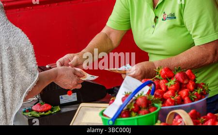 17. Mai 2025, Hessen, Büttelborn: Eine Person zahlt an der Kasse für selbstgepflückte Erdbeeren. Die Saison für die Ernte der eigenen Erdbeeren hat begonnen. Es gibt regionale Unterschiede, je nach Wetter und Lage. Foto: Andreas Arnold/dpa Stockfoto