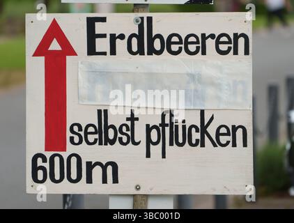17. Mai 2025, Hessen, Büttelborn: Ein Schild weist auf den Weg zur Erdbeerfarm. Die Saison für die Ernte der eigenen Erdbeeren hat begonnen. Es gibt regionale Unterschiede, je nach Wetter und Lage. Foto: Andreas Arnold/dpa Stockfoto