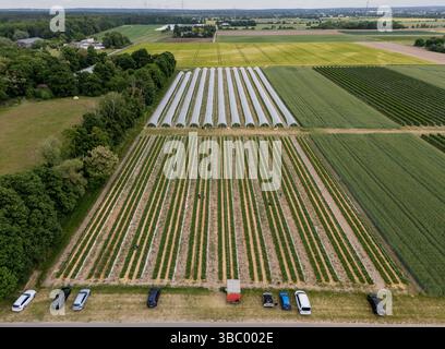 17. Mai 2025, Hessen, Büttelborn: Erdbeerkulturen werden in Tunneln gepflanzt und verzögern nach Angaben des Anbauers die Ernte dieses Jahr um zwei Wochen (Foto mit Drohne). Die Plane wurde bereits aus dem Erntegut im Vordergrund entfernt. Die Saison für selbsterntende Erdbeeren hat begonnen. Es gibt regionale Unterschiede, je nach Wetter und Lage. Foto: Andreas Arnold/dpa Stockfoto