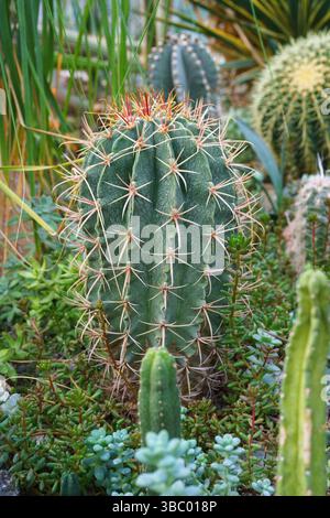 Kaktusblüten Cactacea Juss Echinocactus grusonii Hildm in der Nähe eines Felsens in natürlicher Umgebung im botanischen Garten. Gewächshaus, Gewächshaus, Orangerie, Garde Stockfoto