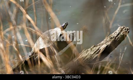 Eine Schildkröte sitzt auf einem Baumstamm im Wasser. Der Baumstamm ist teilweise in das Wasser getaucht Stockfoto