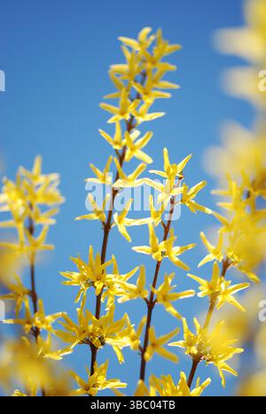 Forsythienstrauch mit gelben Blumen im Frühling, blauer Himmel Hintergrund Stockfoto