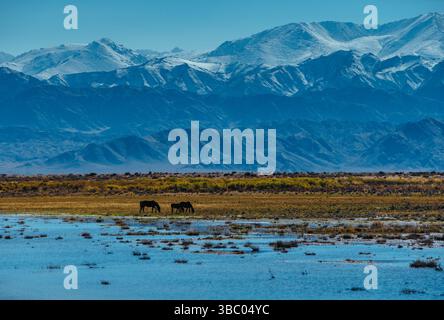 Pferde grasen auf einer Wiese mit Wasser auf Berggrund, Kirgisistan, Asien Stockfoto