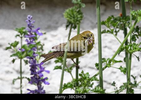 Orangenkrone Leiothlypis celata mit einem Schnabel voller Würmer, Käfer und Insekten für ihre Küken Stockfoto