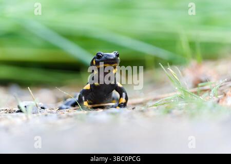 Schöne bunte Amphibien Salamandra salamandra aka Feuer Salamander isoliert auf grünem verschwommenem Hintergrund. Stockfoto
