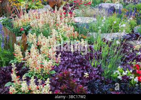 Salvia Mojave „Rot-weiß-Bicolor“ - Salbei, Alternanthera dentata „Purple Knight“ - Josephs Mantel, Ziergras in der Grenze im Sommer. Stockfoto