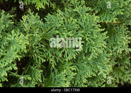 Nahaufnahme von Thuja occidentalis 'Smaragd' - Weiße Zedernstrauchblätter im Sommer. Stockfoto