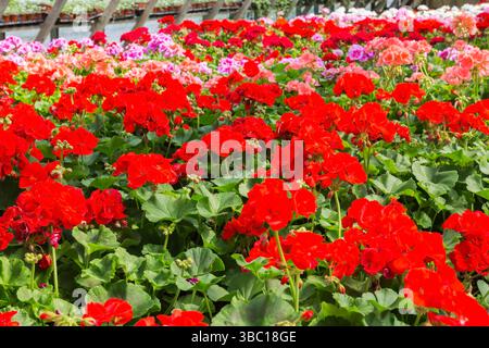 Nahaufnahme von Double Red Pelargonium 'Real Polaris' - Geranenblüten wachsen im Frühjahr in Containern im Gewächshaus. Stockfoto