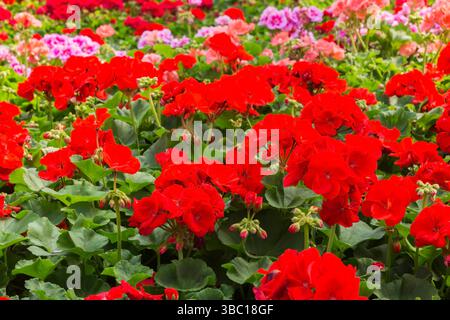 Nahaufnahme von Double Red Pelargonium 'Real Polaris' - Geranenblüten wachsen im Frühjahr in Containern im Gewächshaus. Stockfoto