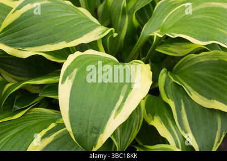 Nahaufnahme von Hosta 'Rubies and Ruffles' - Plaintain Lily wächst im Frühjahr in einem Container im Gewächshaus. Stockfoto