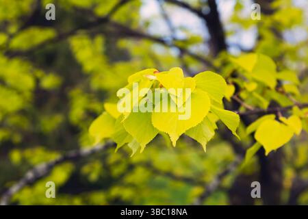 Nahaufnahme von Tilia x vulgaris 'Wratislaviensis' - gemeine Lindenblätter im Frühjahr. Stockfoto