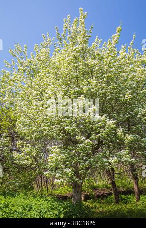 Crataegus pedicellata - Weißdornbaum mit weißen Blüten im Frühjahr, Montreal Botanical Garden, Quebec, Kanada. Stockfoto