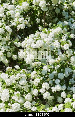 Viburnum opulus „Roseum“ - Schneeballbusch mit weißen Blüten im Frühjahr. Stockfoto