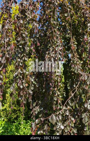 Fagus sylvatica 'purpurea pendula' - Beweinende Buchenblätter im Frühjahr. Stockfoto