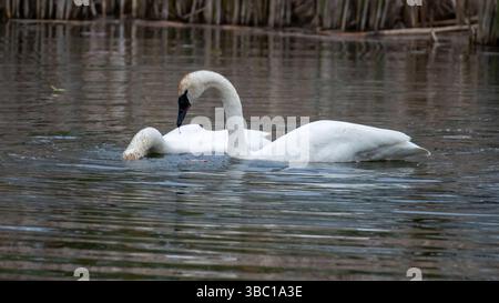 Nahaufnahme eines Paares romantischer weißer Schwäne, die auf dem Wasser schwimmen und sich paaren, Harmonie und glücklich. In South Ontario, Kanada Stockfoto