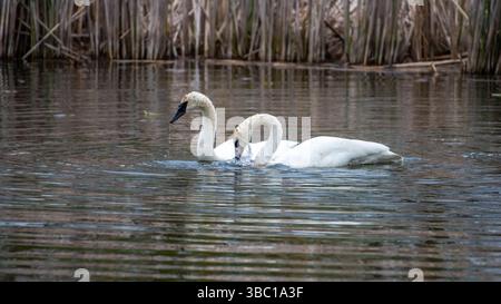 Nahaufnahme eines Paares romantischer weißer Schwäne, die auf dem Wasser schwimmen und sich paaren, Harmonie und glücklich. In South Ontario, Kanada Stockfoto