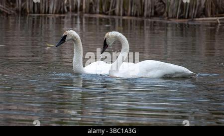 Nahaufnahme eines Paares romantischer weißer Schwäne, die auf dem Wasser schwimmen und sich paaren, Harmonie und glücklich. In South Ontario, Kanada Stockfoto