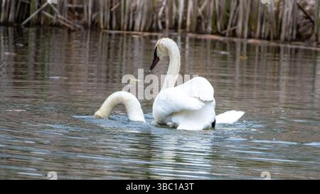 Nahaufnahme eines Paares romantischer weißer Schwäne, die auf dem Wasser schwimmen und sich paaren, Harmonie und glücklich. In South Ontario, Kanada Stockfoto