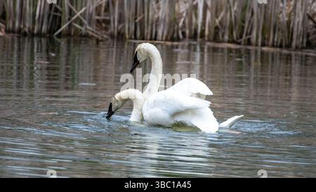 Nahaufnahme eines Paares romantischer weißer Schwäne, die auf dem Wasser schwimmen und sich paaren, Harmonie und glücklich. In South Ontario, Kanada Stockfoto