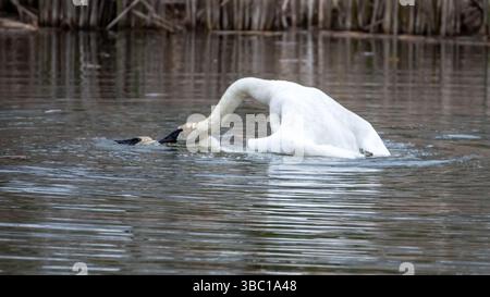 Nahaufnahme eines Paares romantischer weißer Schwäne, die auf dem Wasser schwimmen und sich paaren, Harmonie und glücklich. In South Ontario, Kanada Stockfoto