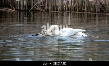 Nahaufnahme eines Paares romantischer weißer Schwäne, die auf dem Wasser schwimmen und sich paaren, Harmonie und glücklich. In South Ontario, Kanada Stockfoto