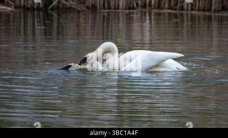 Nahaufnahme eines Paares romantischer weißer Schwäne, die auf dem Wasser schwimmen und sich paaren, Harmonie und glücklich. In South Ontario, Kanada Stockfoto