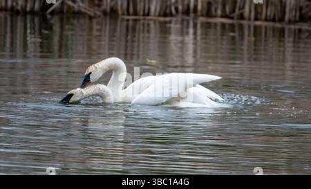 Nahaufnahme eines Paares romantischer weißer Schwäne, die auf dem Wasser schwimmen und sich paaren, Harmonie und glücklich. In South Ontario, Kanada Stockfoto
