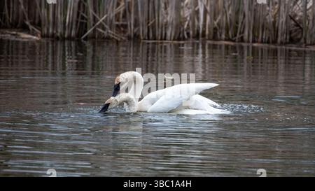 Nahaufnahme eines Paares romantischer weißer Schwäne, die auf dem Wasser schwimmen und sich paaren, Harmonie und glücklich. In South Ontario, Kanada Stockfoto