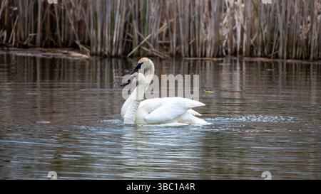 Nahaufnahme eines Paares romantischer weißer Schwäne, die auf dem Wasser schwimmen und sich paaren, Harmonie und glücklich. In South Ontario, Kanada Stockfoto