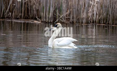 Nahaufnahme eines Paares romantischer weißer Schwäne, die auf dem Wasser schwimmen und sich paaren, Harmonie und glücklich. In South Ontario, Kanada Stockfoto