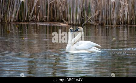 Nahaufnahme eines Paares romantischer weißer Schwäne, die auf dem Wasser schwimmen und sich paaren, Harmonie und glücklich. In South Ontario, Kanada Stockfoto