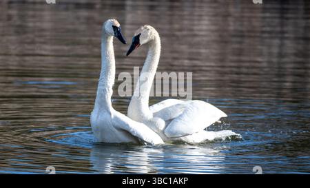 Nahaufnahme eines romantischen weißen Schwans, der auf dem Wasser schwimmt und sich paart in South Ontario, Kanada Stockfoto
